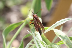 Polistes hirsuticornis