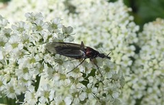 Dilophus nigrostigma