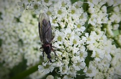 Dilophus nigrostigma