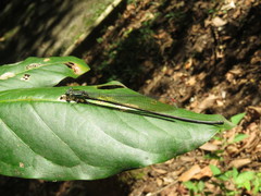 Mecistogaster modesta