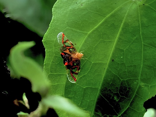 Rhotana mindanaoensis, 2021-11-30