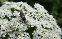 Dilophus nigrostigma