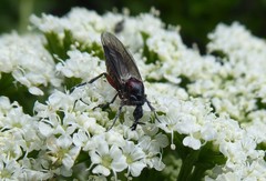 Dilophus nigrostigma