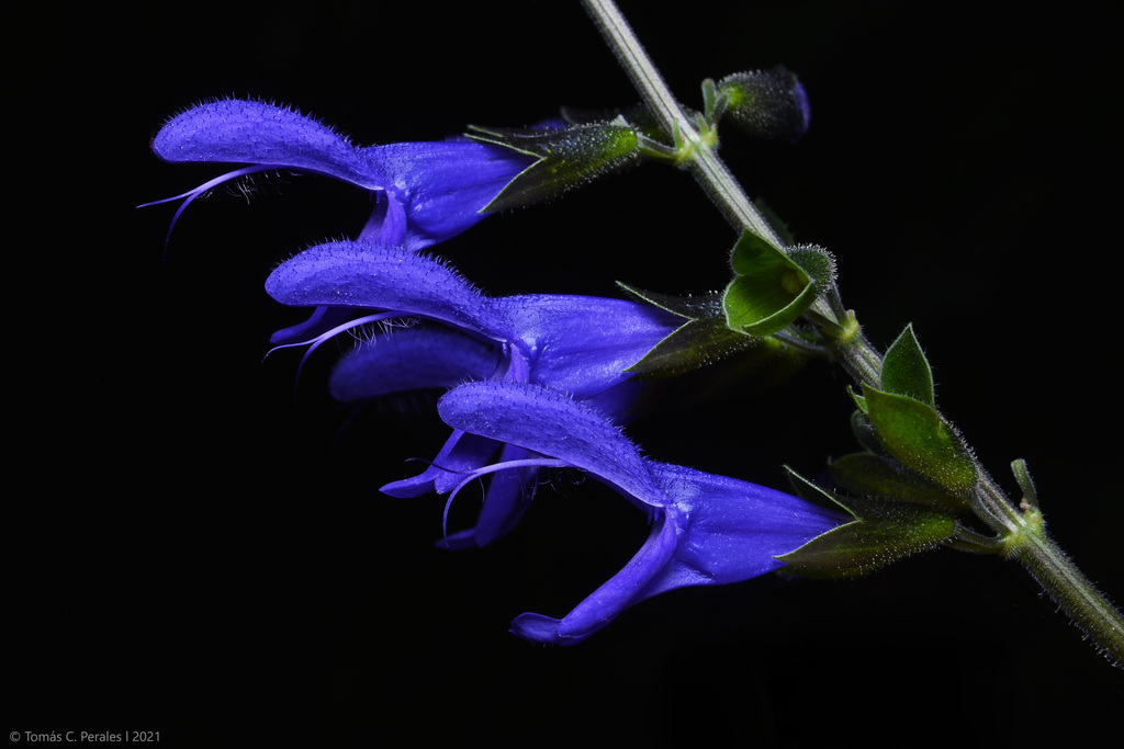 Salvia guaranítica