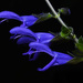 Salvia Azul - Photo (c) Tomás Carranza Perales, algunos derechos reservados (CC BY), subido por Tomás Carranza Perales
