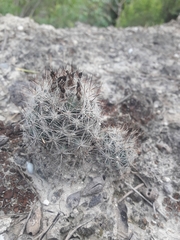 Escobaria emskoetteriana