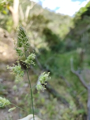 Dactylis glomerata