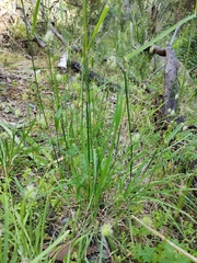 Dactylis glomerata