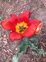 Tulipa