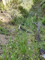 Dactylis glomerata