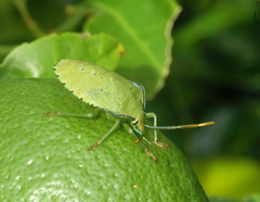 Biprorulus bibax