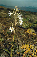 Moraea speciosa