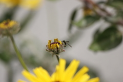 Parancistrocerus declivatus