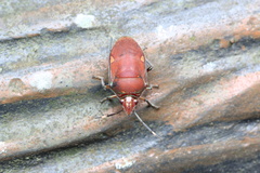 Tetrarthria variegata