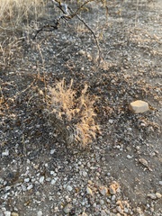 Dasyochloa pulchella