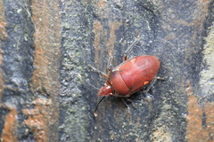 Tetrarthria variegata