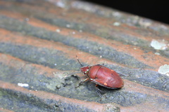 Tetrarthria variegata