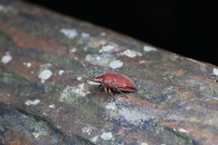 Tetrarthria variegata