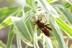 Polistes hirsuticornis