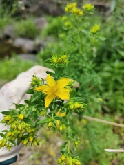 Hypericum perforatum
