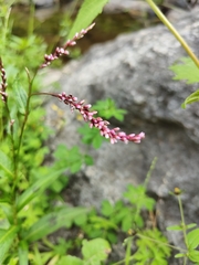 Persicaria decipiens