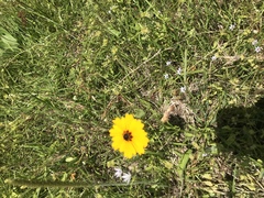 Coreopsis linifolia