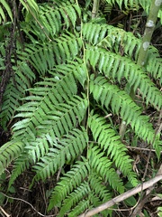 Cyatheaceae