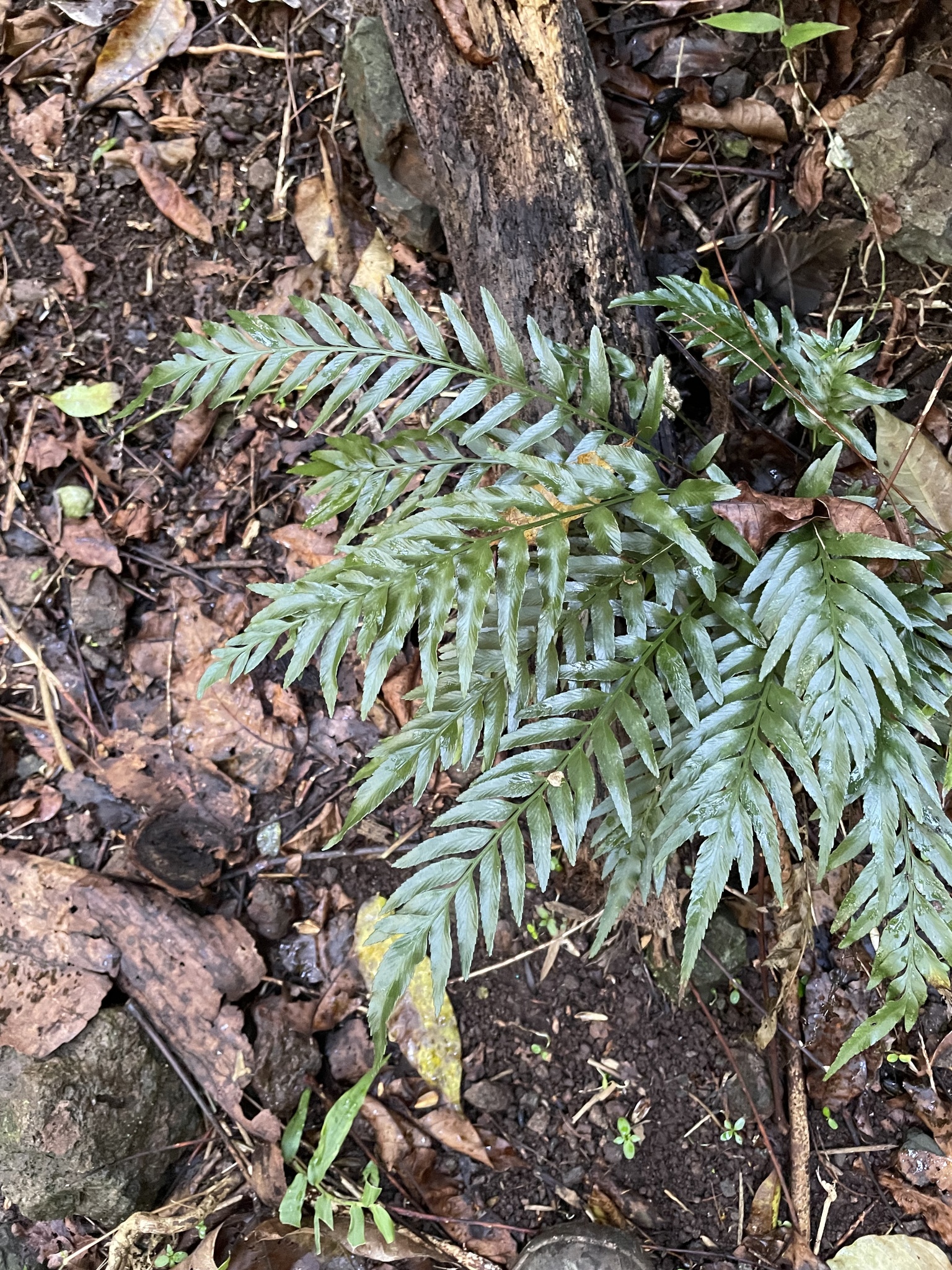 Asplenium kaulfussii