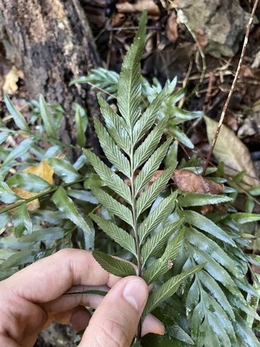 Asplenium kaulfussii