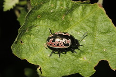 Calligrapha diversa