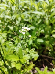 Nasturtium officinale