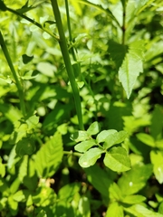 Nasturtium officinale