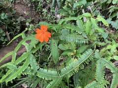 Impatiens platypetala