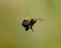 Cuterebra abdominalis