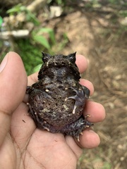 Pelobatrachus stejnegeri