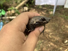 Pelobatrachus stejnegeri