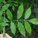Fraxinus pennsylvanica - Photo (c) Keith Kanoti, Maine Forest Service, USA,  זכויות יוצרים חלקיות (CC BY)