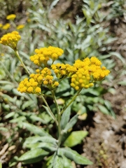 Senecio hypoleucus