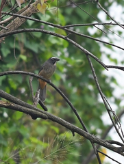Saltator grandis