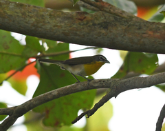 Icteria virens