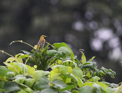 Icterus spurius