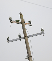 Iguana iguana