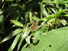 Anthanassa atronia