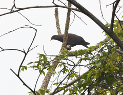 Patagioenas flavirostris