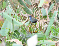 Porphyrio martinica