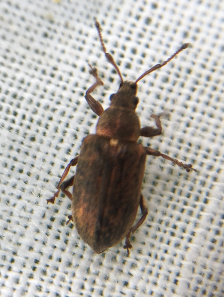Common Leaf Weevil