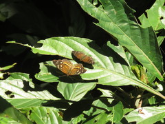 Anthanassa atronia