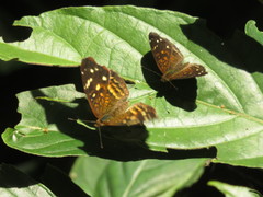 Anthanassa atronia