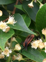 Metriorrhynchus variipennis