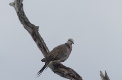Streptopelia chinensis